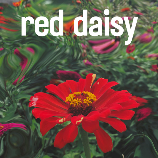 Red Daisy